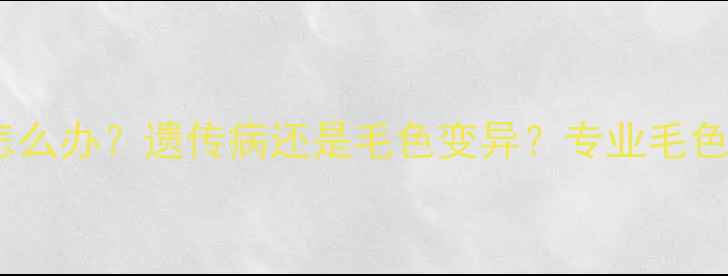图片 黑色拉布拉多长白毛怎么办？遗传病还是毛色变异？专业毛色变化原因及应对方案1