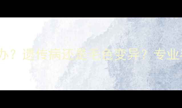 图片 黑色拉布拉多长白毛怎么办？遗传病还是毛色变异？专业毛色变化原因及应对方案2