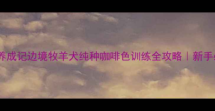 图片 🌟咖啡陨石边牧养成记边境牧羊犬纯种咖啡色训练全攻略｜新手必看养宠指南🐾1