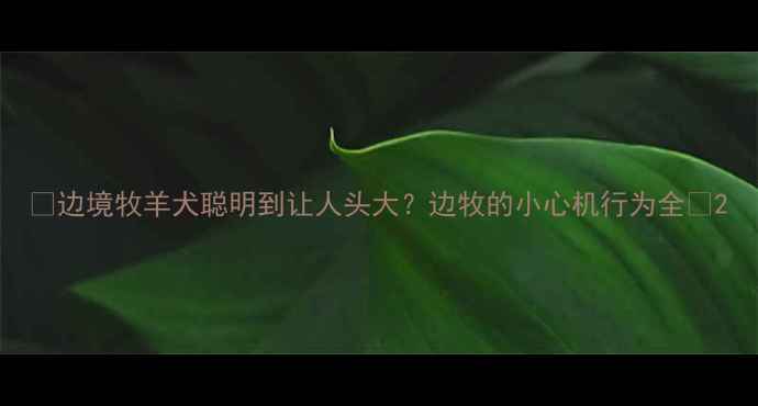 图片 🌟边境牧羊犬聪明到让人头大？边牧的小心机行为全🐾2