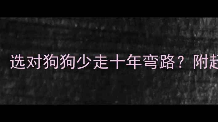 图片 🎯金毛VS比熊！选对狗狗少走十年弯路？附超全对比攻略🐾