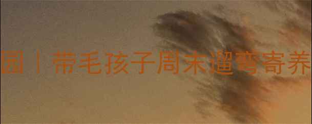 图片 🏠南京江北宠物乐园｜带毛孩子周末遛弯寄养萌宠聚会全攻略🐾