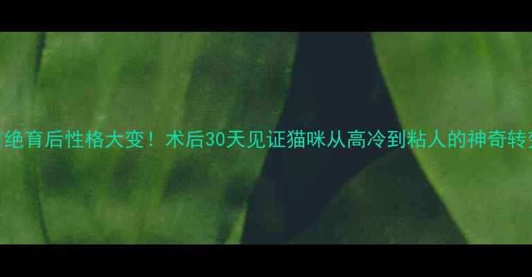 图片 🐱绝育后性格大变！术后30天见证猫咪从高冷到粘人的神奇转变