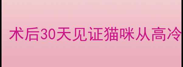 图片 🐱绝育后性格大变！术后30天见证猫咪从高冷到粘人的神奇转变1