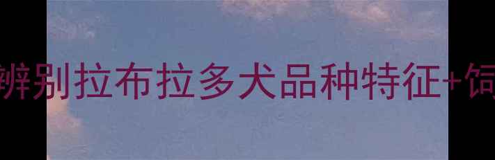 图片 🐾5步教你快速辨别拉布拉多犬品种特征+饲养避坑指南🐕1