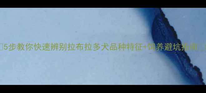 图片 🐾5步教你快速辨别拉布拉多犬品种特征+饲养避坑指南🐕2