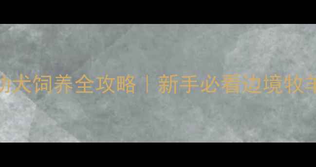 图片 🐾两个月边牧幼犬饲养全攻略｜新手必看边境牧羊犬护理指南🐶