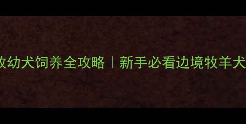 图片 🐾两个月边牧幼犬饲养全攻略｜新手必看边境牧羊犬护理指南🐶2