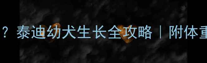 图片 🐾五个月泰迪多重？泰迪幼犬生长全攻略｜附体重对照表+喂养指南