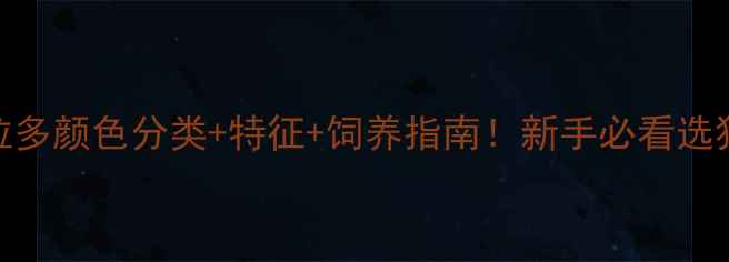 图片 🐾全拉布拉多颜色分类+特征+饲养指南！新手必看选狗避坑手册