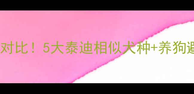 图片 🐾全网最全对比！5大泰迪相似犬种+养狗避坑指南🔥2