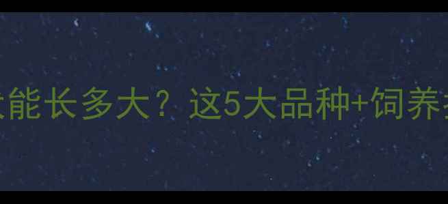 图片 🐾哈士奇混血犬能长多大？这5大品种+饲养指南一次说清！