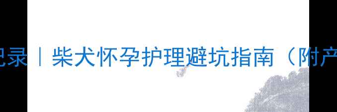 图片 🐾孕期57天全记录｜柴犬怀孕护理避坑指南（附产前准备清单）1
