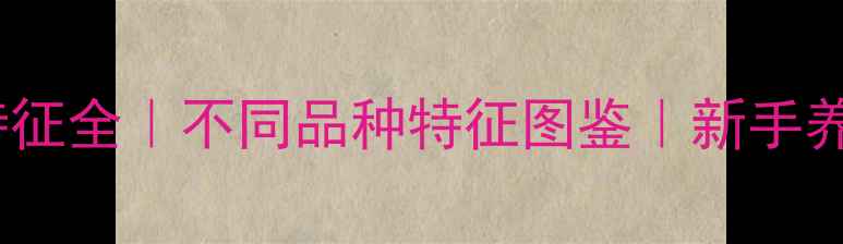 图片 🐾小狗外貌特征全｜不同品种特征图鉴｜新手养狗必看指南1