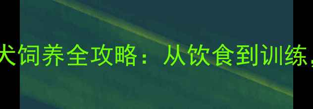 图片 🐾成年边境牧羊犬饲养全攻略：从饮食到训练，新手必看！🐾1