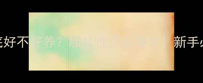 图片 🐾拉布拉多到底好不好养？服从性强到爆表！新手必看养宠攻略🐾