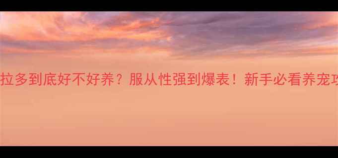 图片 🐾拉布拉多到底好不好养？服从性强到爆表！新手必看养宠攻略🐾1