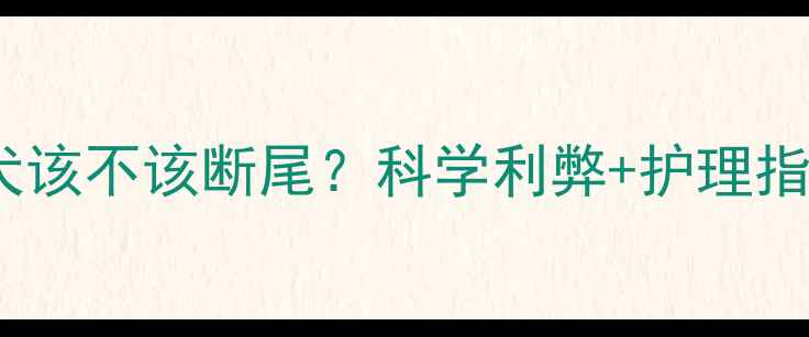 图片 🐾拉布拉多幼犬该不该断尾？科学利弊+护理指南｜家长必看1