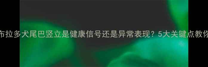 图片 🐾拉布拉多犬尾巴竖立是健康信号还是异常表现？5大关键点教你辨别