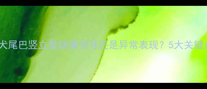 图片 🐾拉布拉多犬尾巴竖立是健康信号还是异常表现？5大关键点教你辨别1