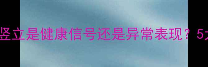 图片 🐾拉布拉多犬尾巴竖立是健康信号还是异常表现？5大关键点教你辨别2