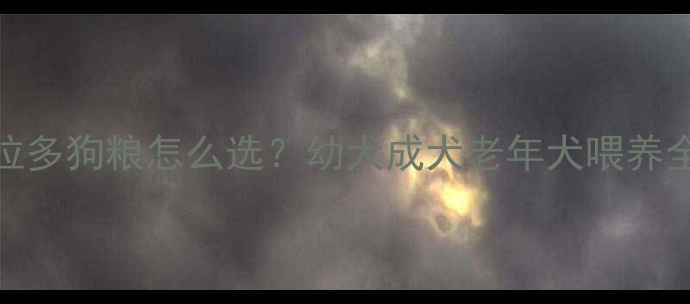 图片 🐾拉布拉多狗粮怎么选？幼犬成犬老年犬喂养全攻略🐕
