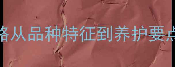 图片 🐾拉布拉多百科全攻略从品种特征到养护要点，养宠新人必看！🐶