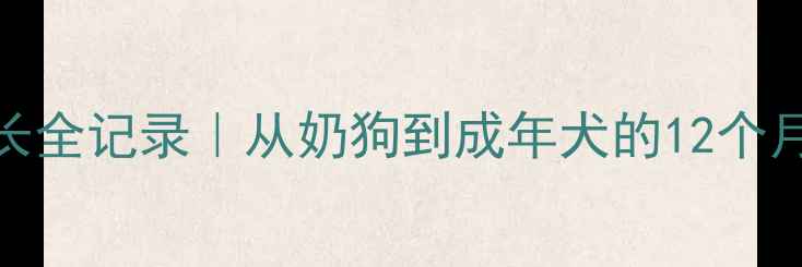 图片 🐾杜宾犬成长全记录｜从奶狗到成年犬的12个月发育指南🐾