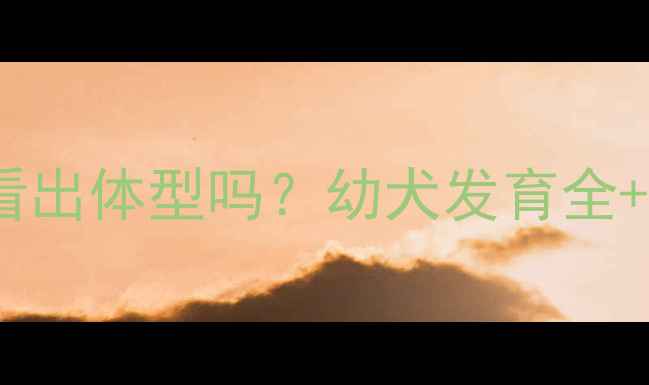 图片 🐾泰迪4个月能看出体型吗？幼犬发育全+科学饲养指南🐶