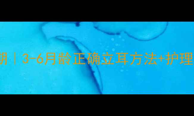 图片 🐾约克夏立耳黄金期｜3-6月龄正确立耳方法+护理误区（附对比图）1