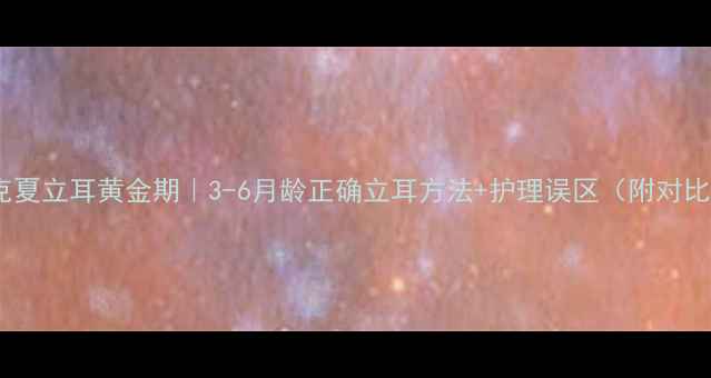 图片 🐾约克夏立耳黄金期｜3-6月龄正确立耳方法+护理误区（附对比图）2