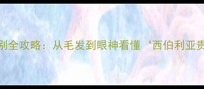 图片 🐾纯种哈士奇鉴别全攻略：从毛发到眼神看懂‘西伯利亚贵族’的7个特征2