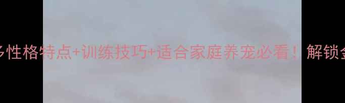 图片 🐾纯种拉布拉多性格特点+训练技巧+适合家庭养宠必看！解锁金毛般的治愈感