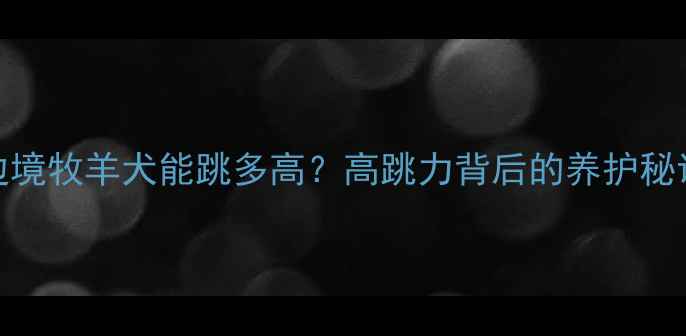 图片 🐾边境牧羊犬能跳多高？高跳力背后的养护秘诀🔥