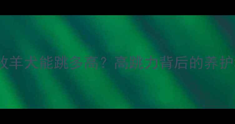 图片 🐾边境牧羊犬能跳多高？高跳力背后的养护秘诀🔥1