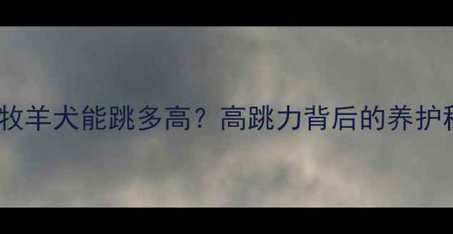 图片 🐾边境牧羊犬能跳多高？高跳力背后的养护秘诀🔥2