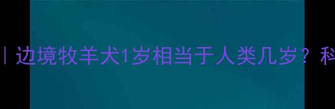 图片 🐾边牧成长时间表｜边境牧羊犬1岁相当于人类几岁？科学养宠必看全攻略