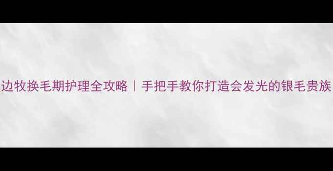 图片 🐾边牧换毛期护理全攻略｜手把手教你打造会发光的银毛贵族！