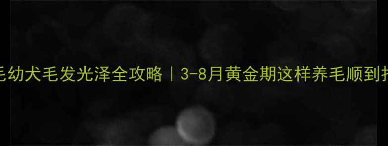 图片 🐾金毛幼犬毛发光泽全攻略｜3-8月黄金期这样养毛顺到打滑✨