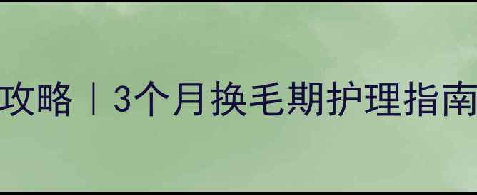 图片 🐾雪纳瑞换毛全攻略｜3个月换毛期护理指南（附防秃指南）