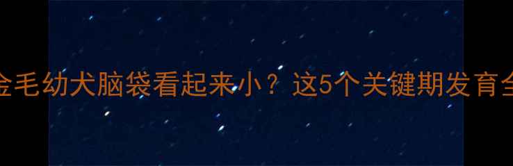 图片 💡5个月金毛幼犬脑袋看起来小？这5个关键期发育全攻略✨2