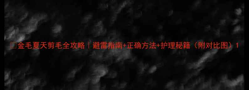 图片 💡金毛夏天剪毛全攻略｜避雷指南+正确方法+护理秘籍（附对比图）1