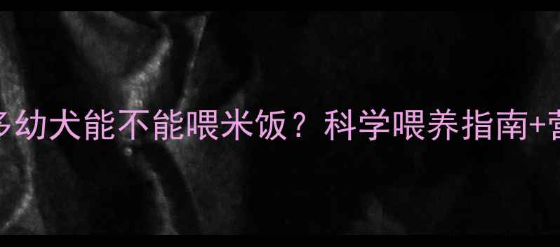 图片 📌拉布拉多幼犬能不能喂米饭？科学喂养指南+营养搭配表