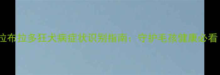 图片 📌拉布拉多狂犬病症状识别指南：守护毛孩健康必看！2