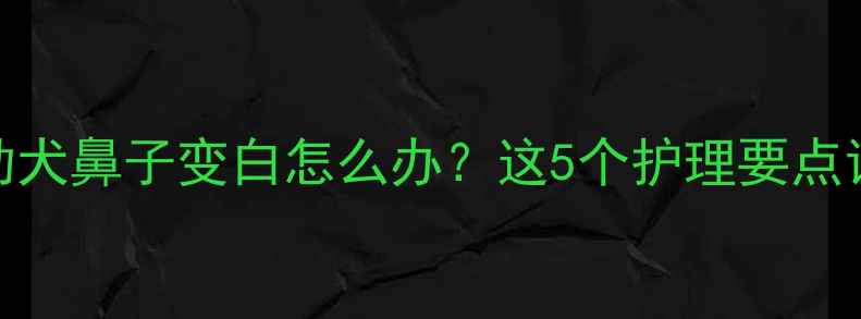 图片 📌救命！拉布拉多幼犬鼻子变白怎么办？这5个护理要点让鼻头秒恢复粉嫩！