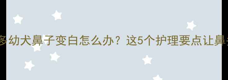 图片 📌救命！拉布拉多幼犬鼻子变白怎么办？这5个护理要点让鼻头秒恢复粉嫩！2
