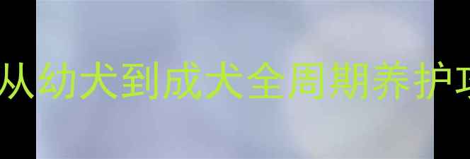 图片 📌新手必看！拉布拉多饲养指南｜从幼犬到成犬全周期养护攻略（附超全训练饮食健康清单）1