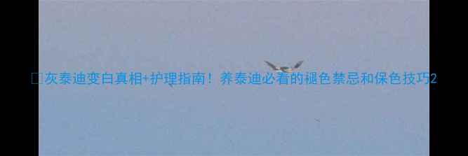 图片 📌灰泰迪变白真相+护理指南！养泰迪必看的褪色禁忌和保色技巧2