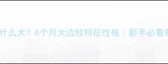 图片 📝边牧是什么犬？6个月大边牧特征性格｜新手必看养护指南1