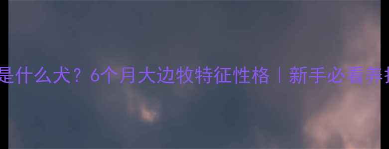 图片 📝边牧是什么犬？6个月大边牧特征性格｜新手必看养护指南2